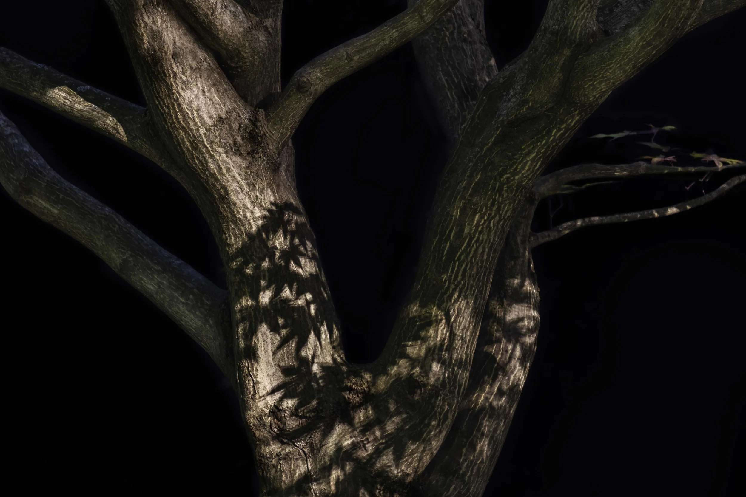 Shadow Script
