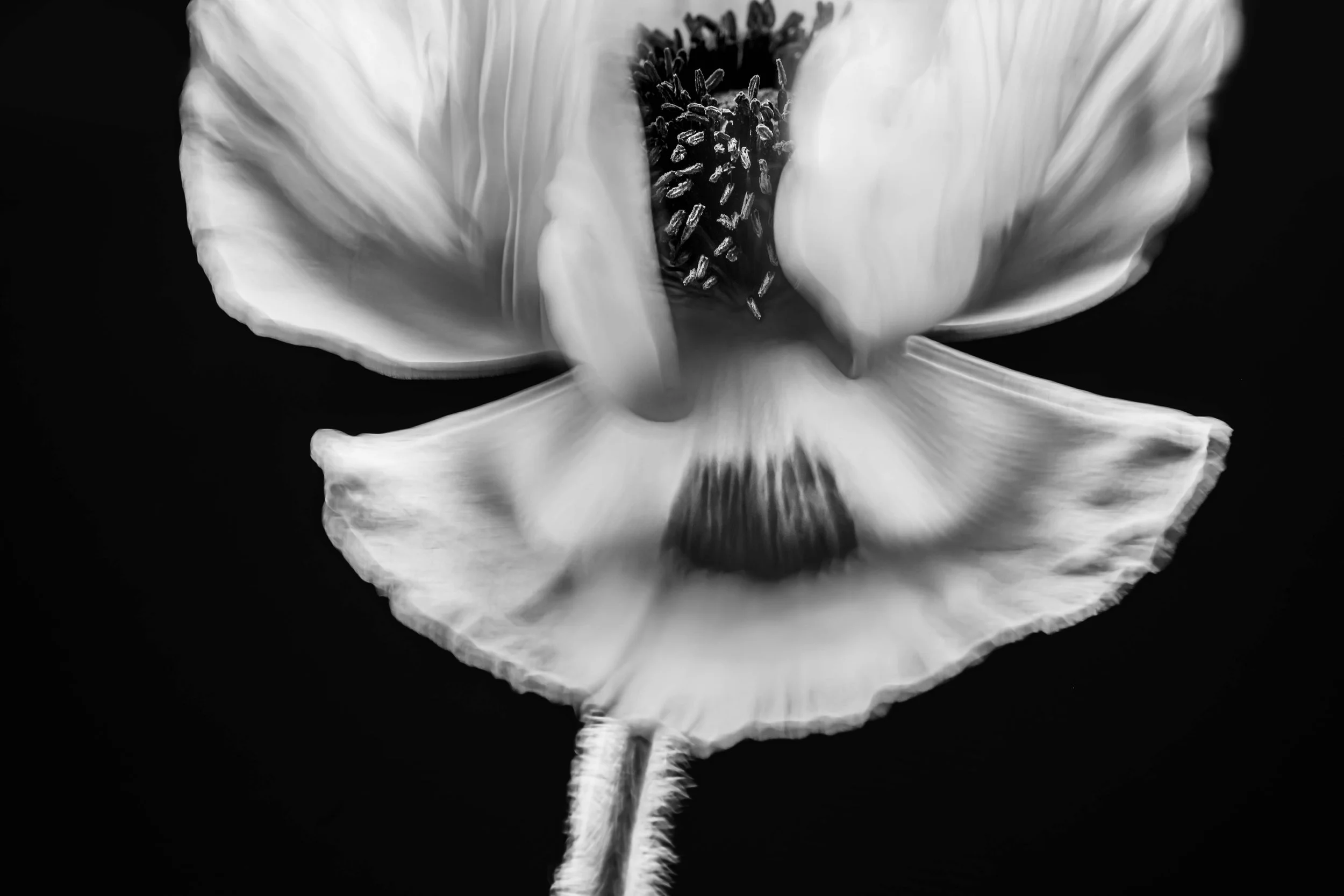 Curtsy