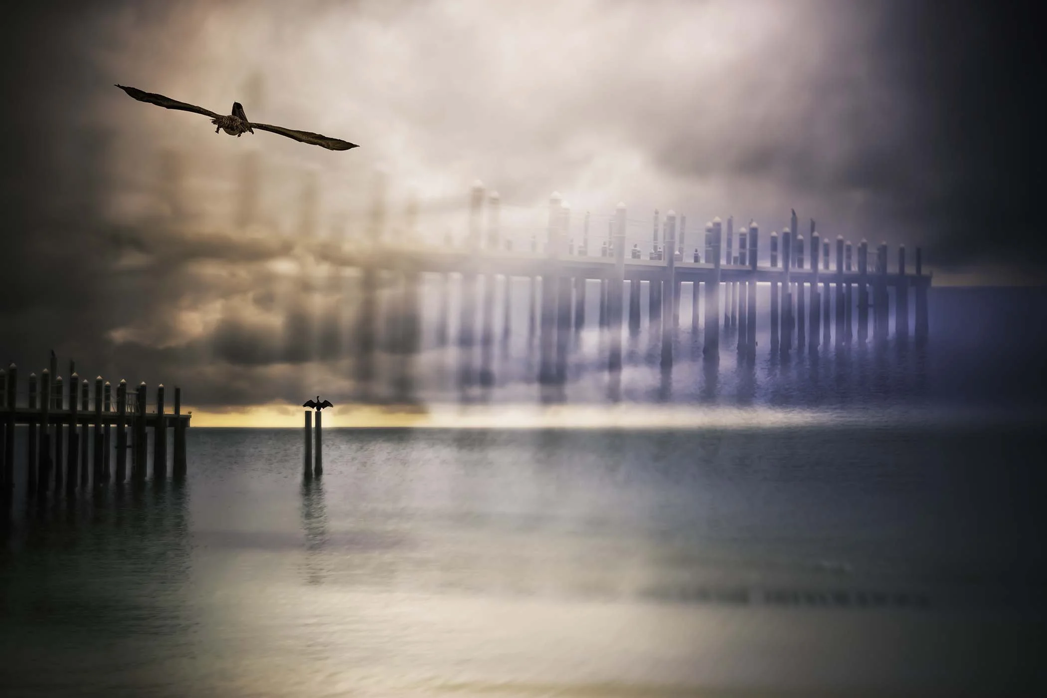 The Pelican's Dream