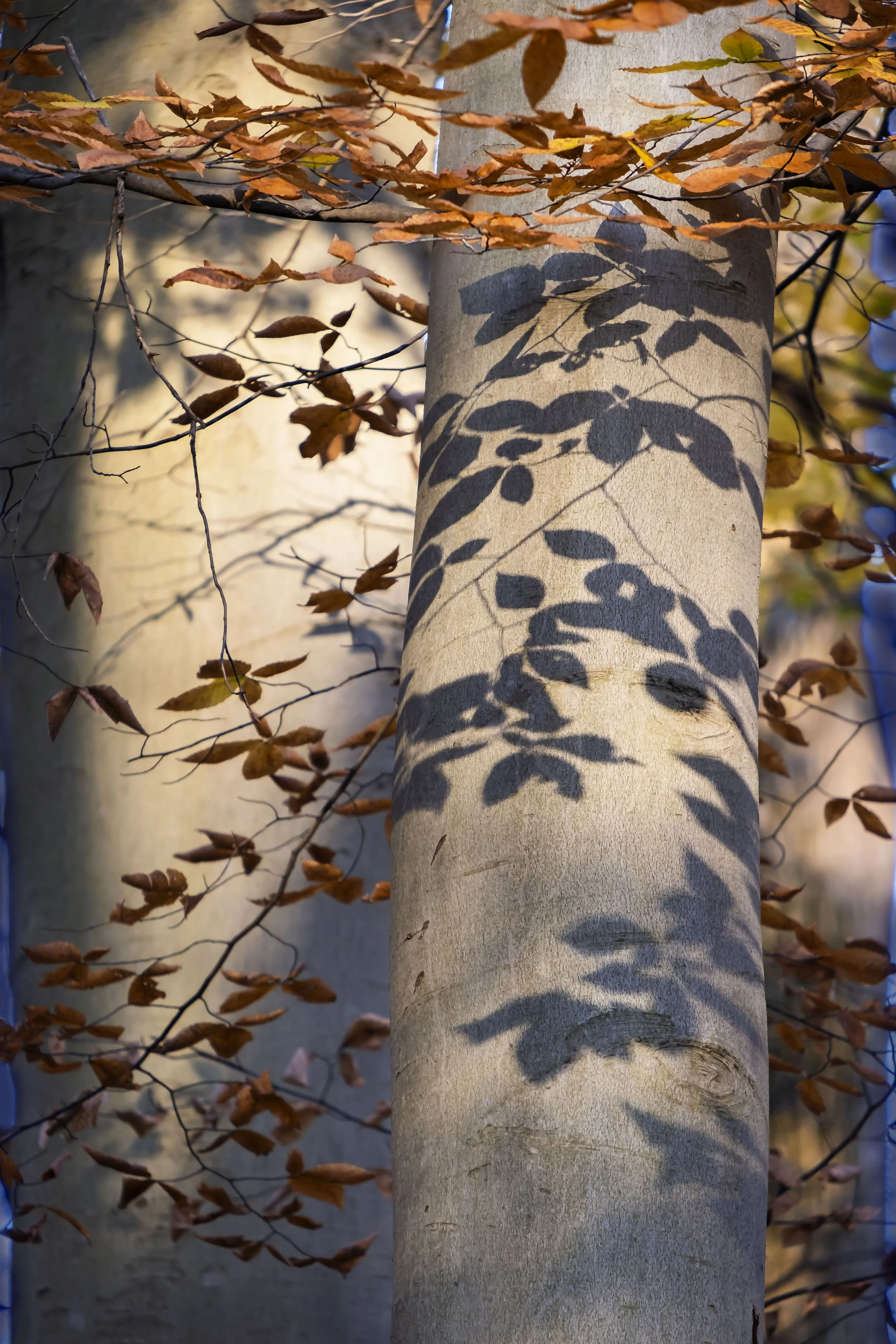 November Beech