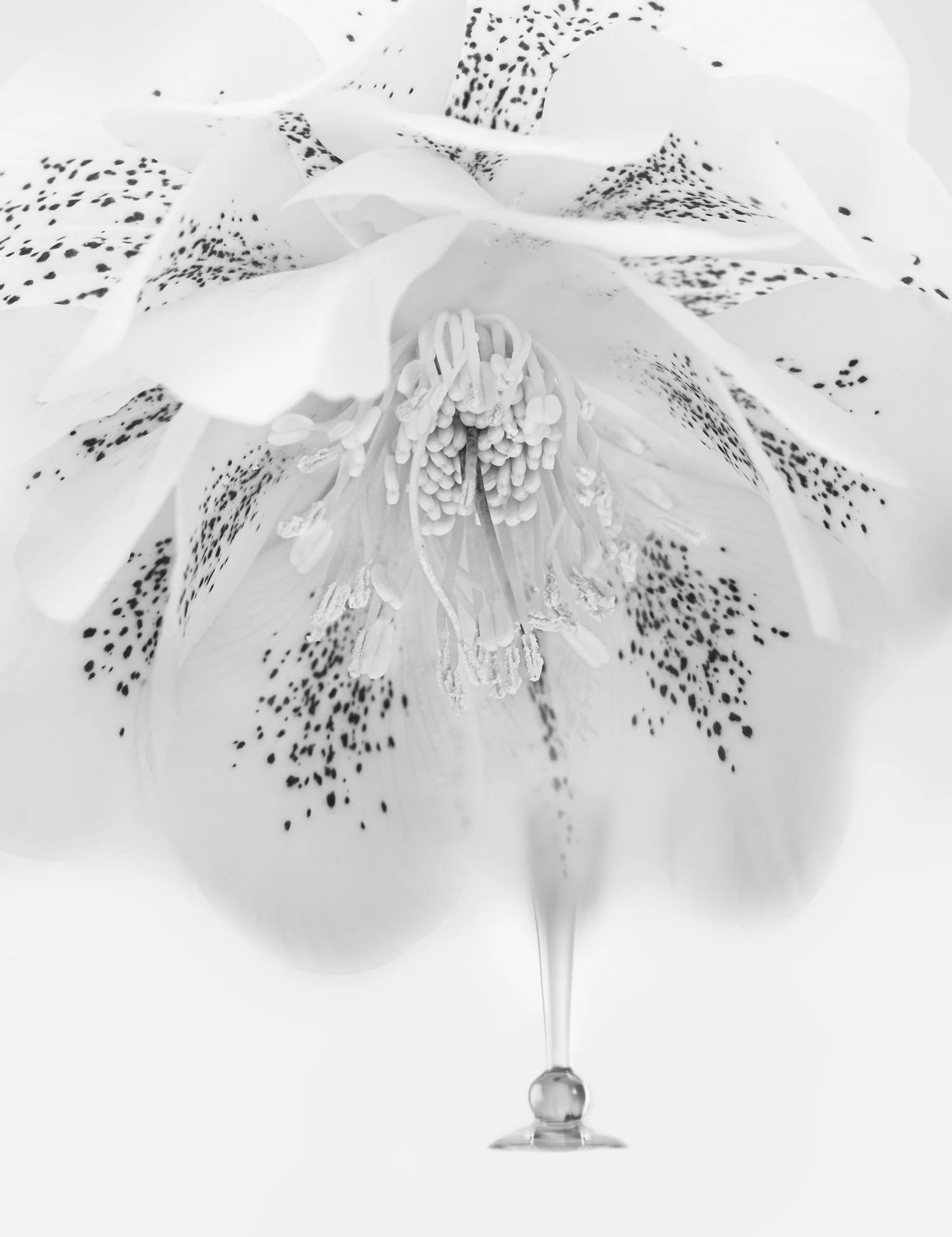Hellebore Cocktail