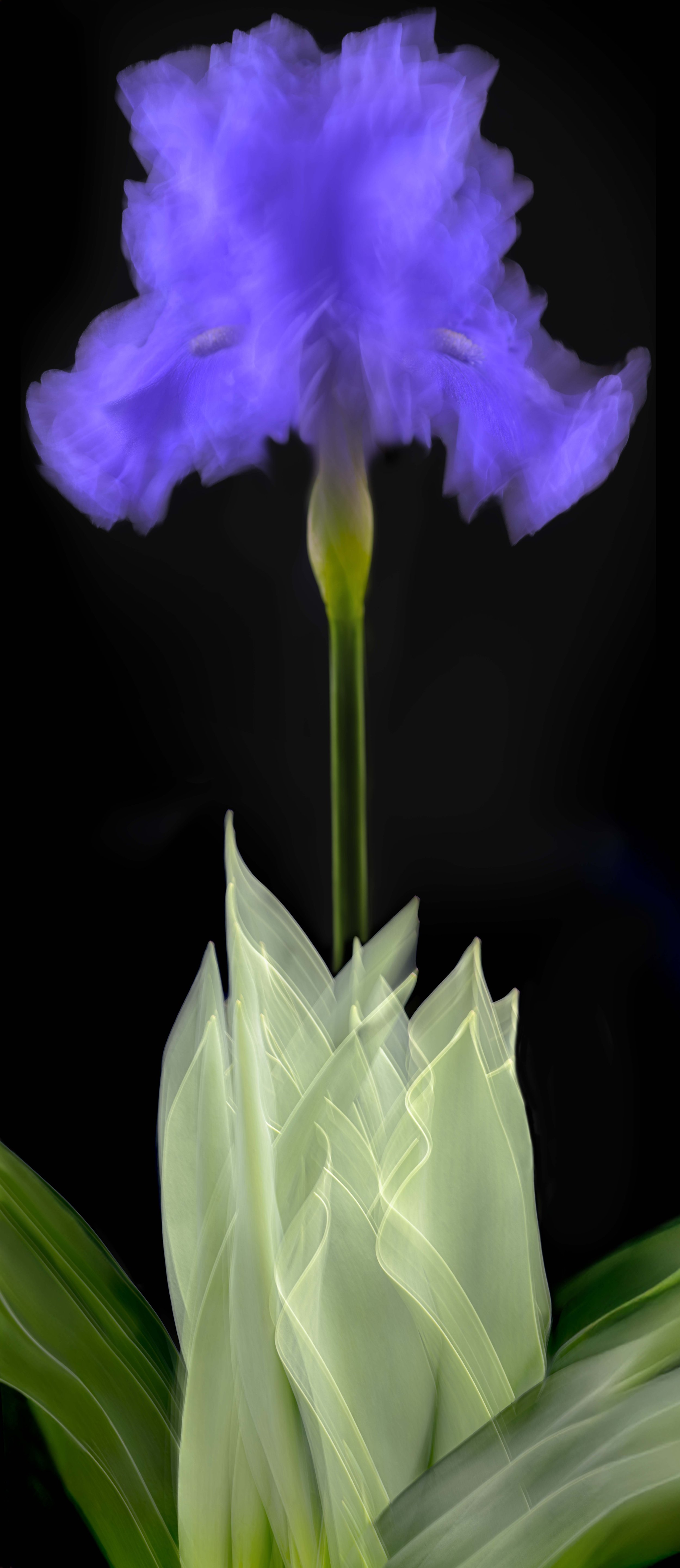 Wild Iris