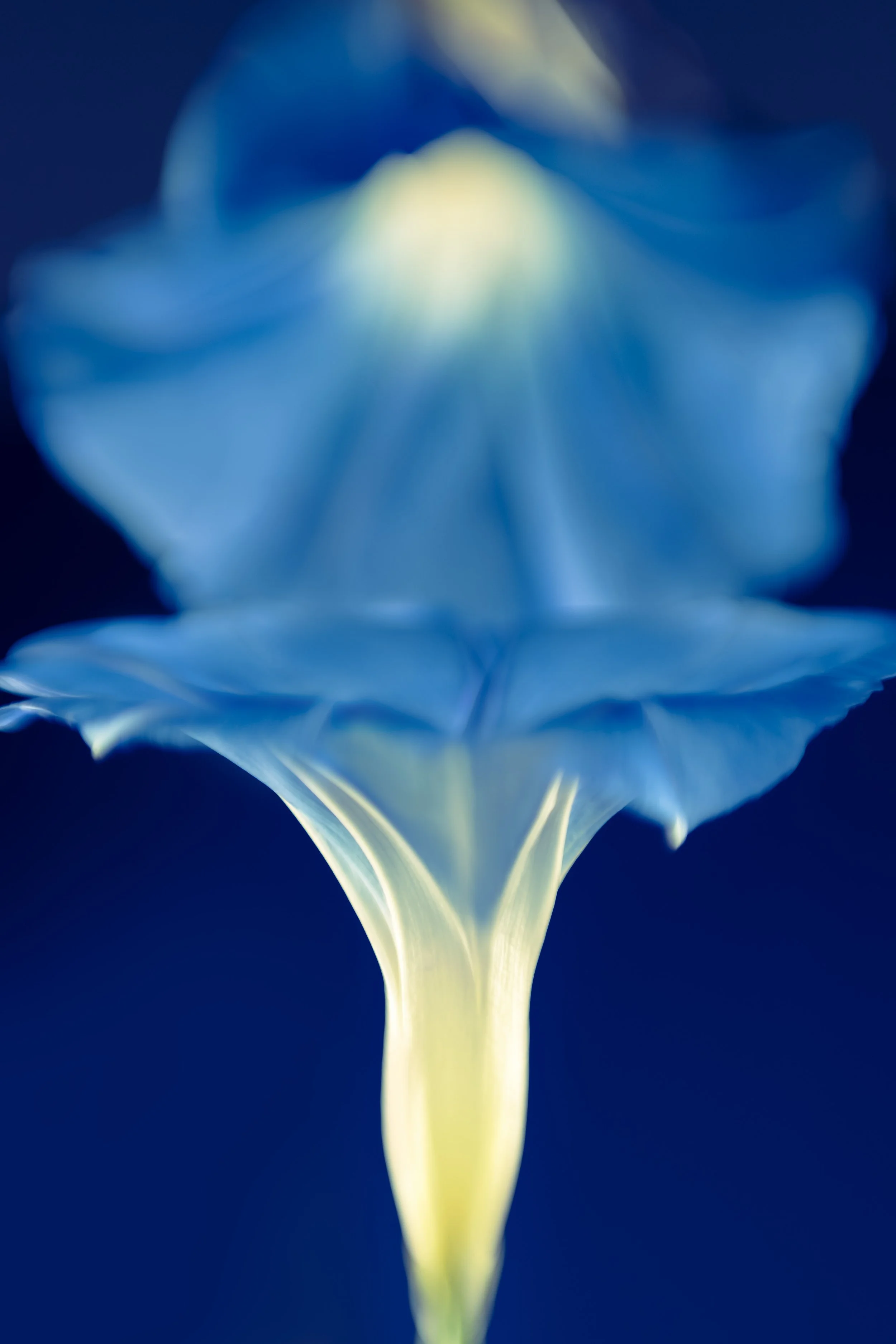 Morning Glory