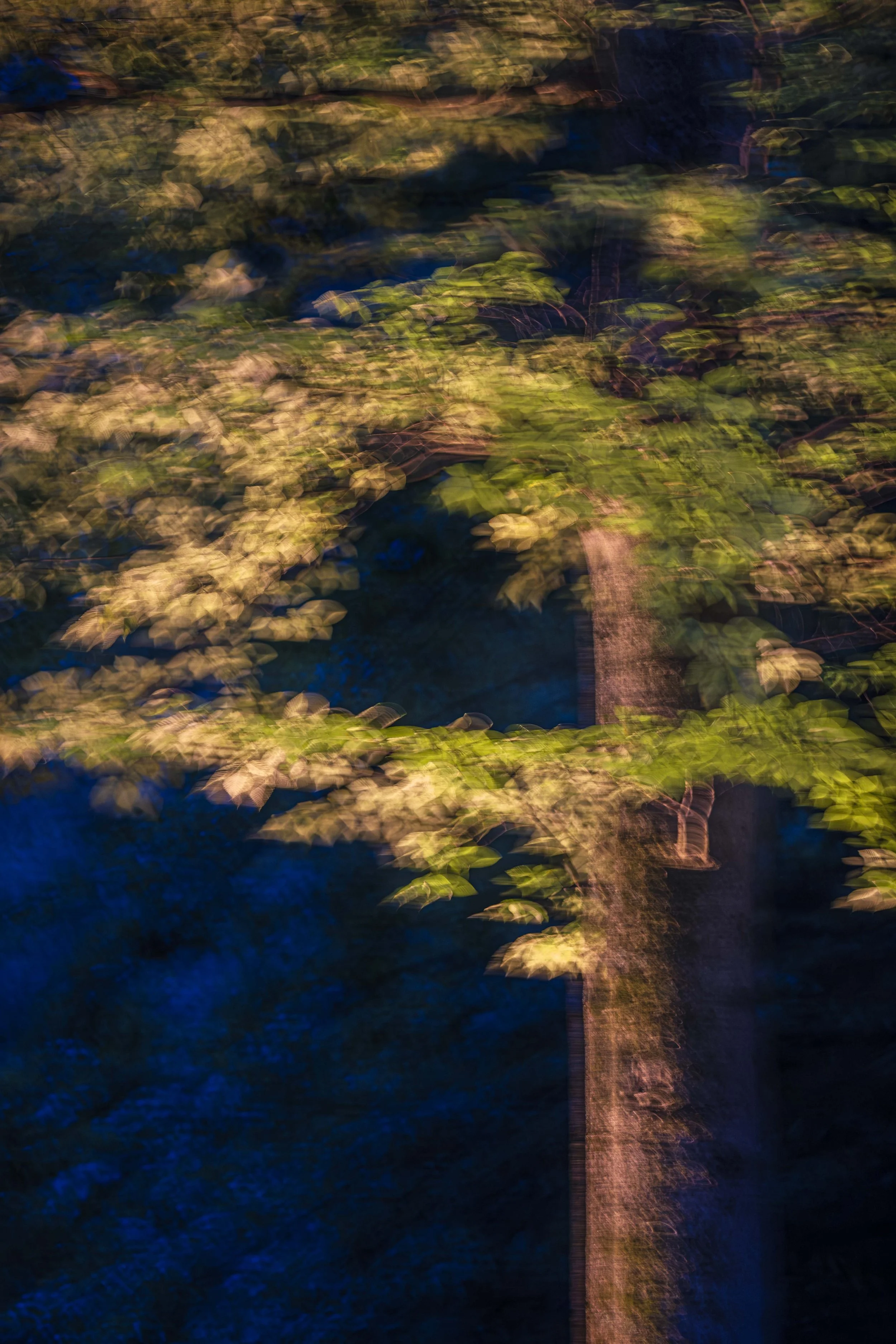 Night Tree