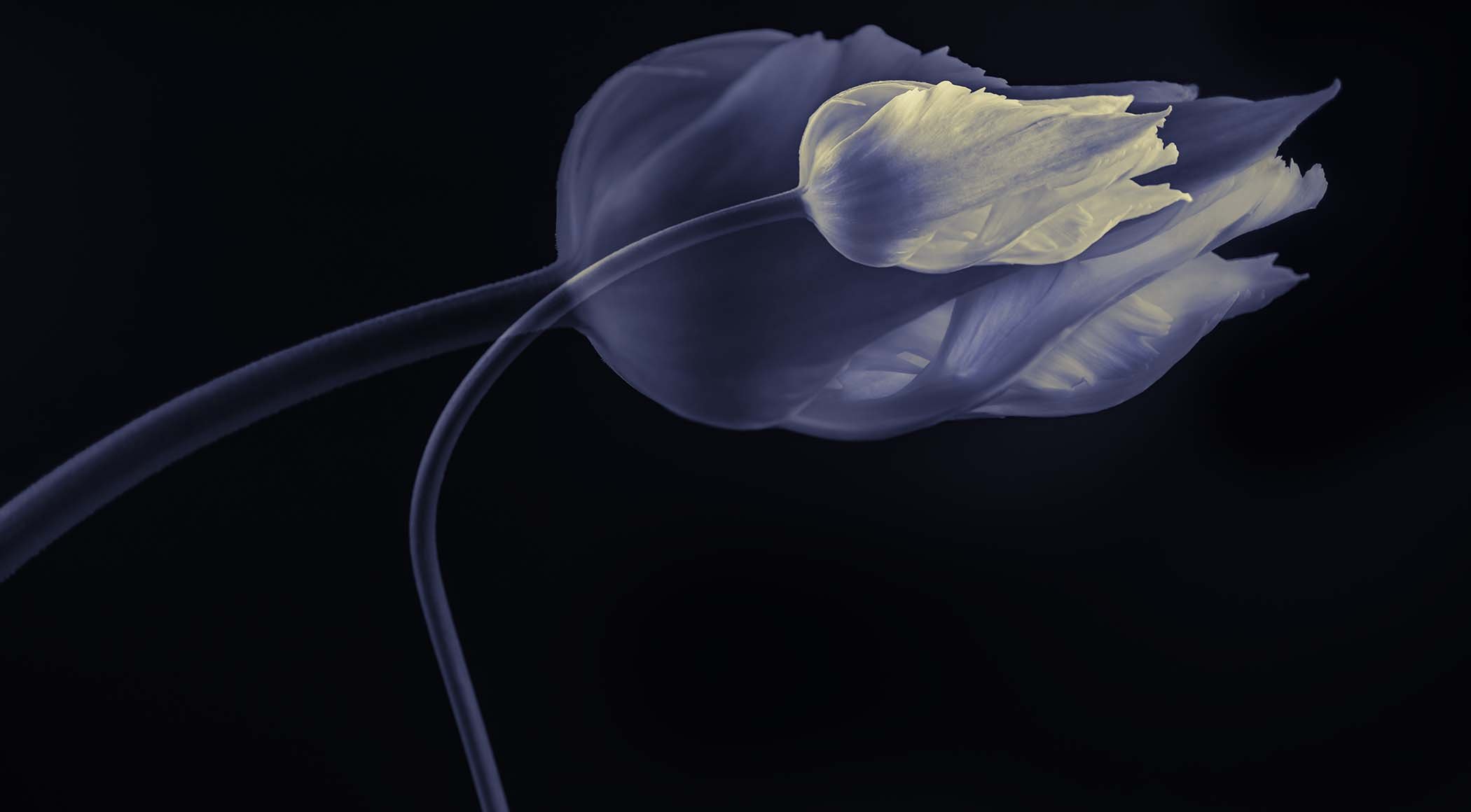 Second Bloom