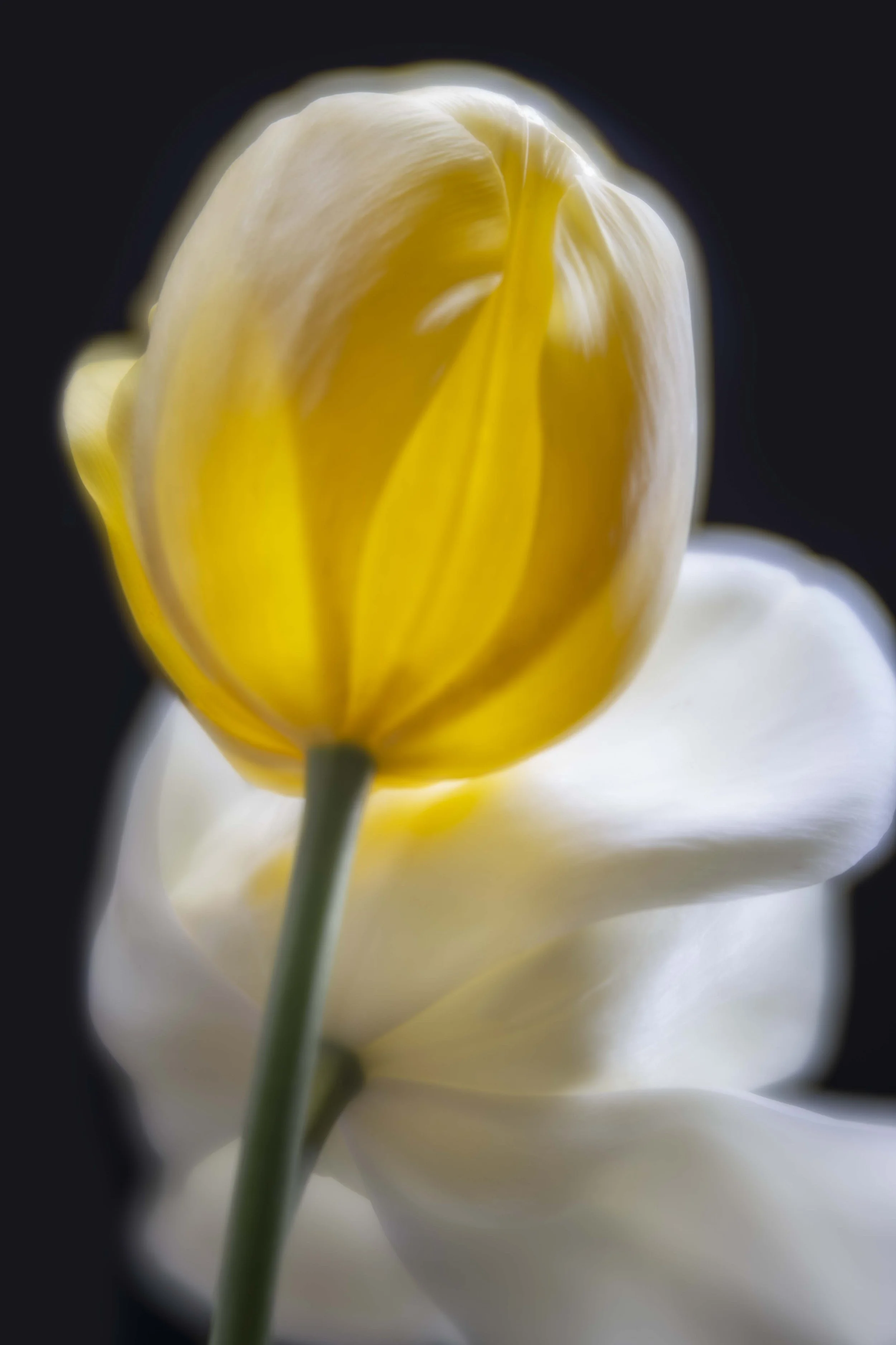 Buttercup