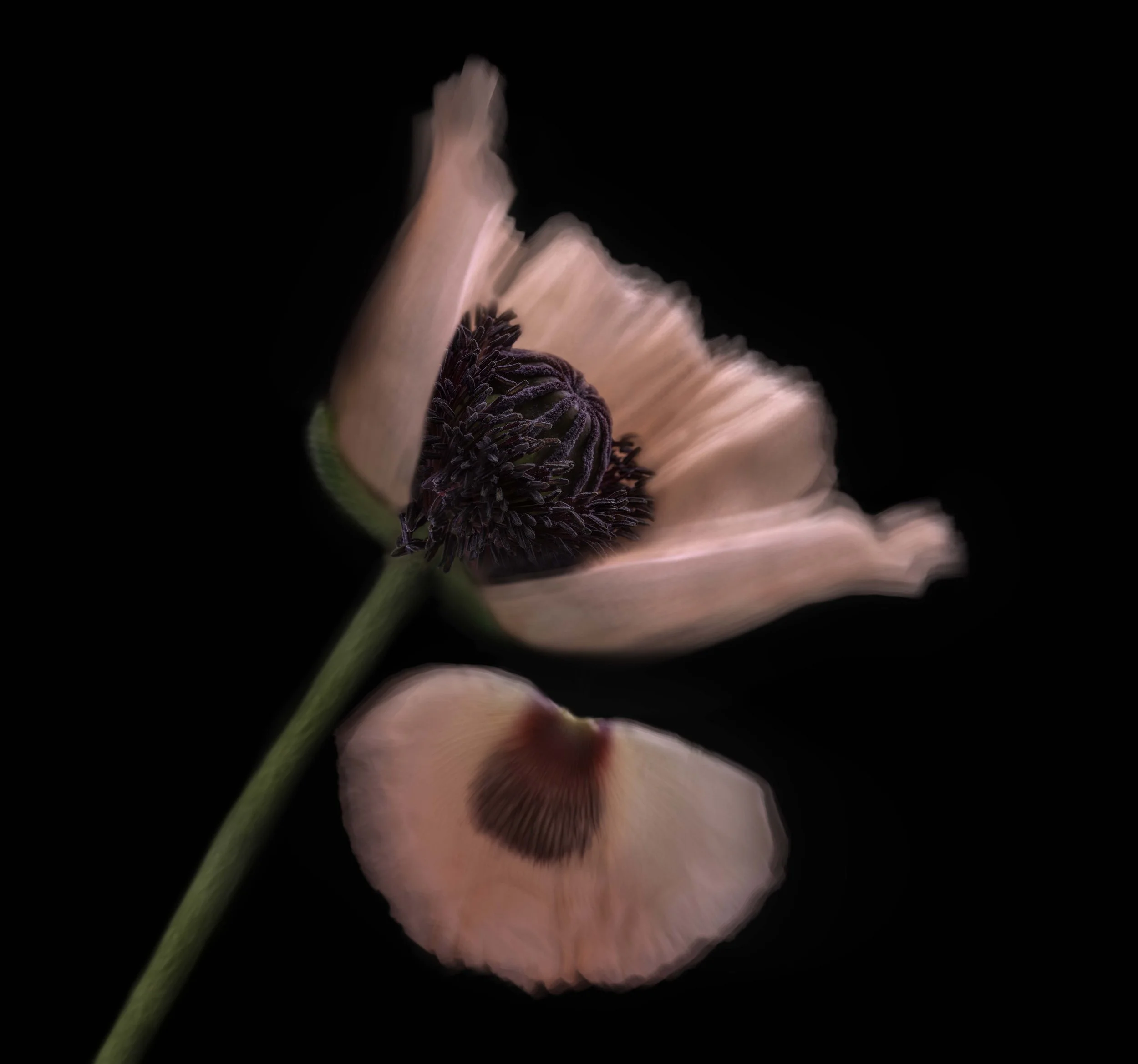 Poppy & Petal