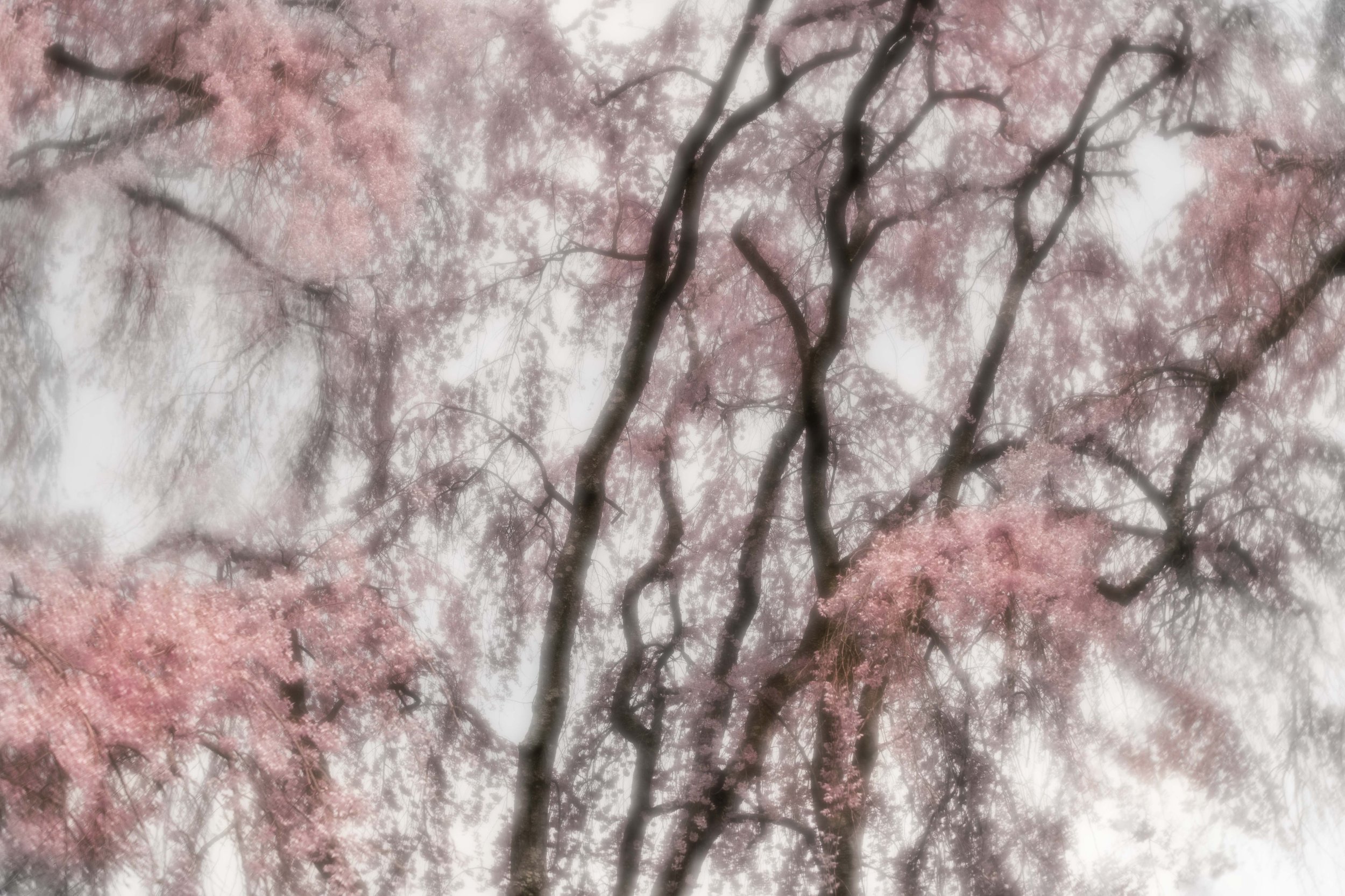 The Spring Dissolve