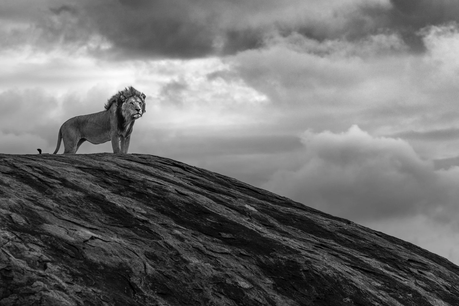Icons of the Wild: Africa in Focus
