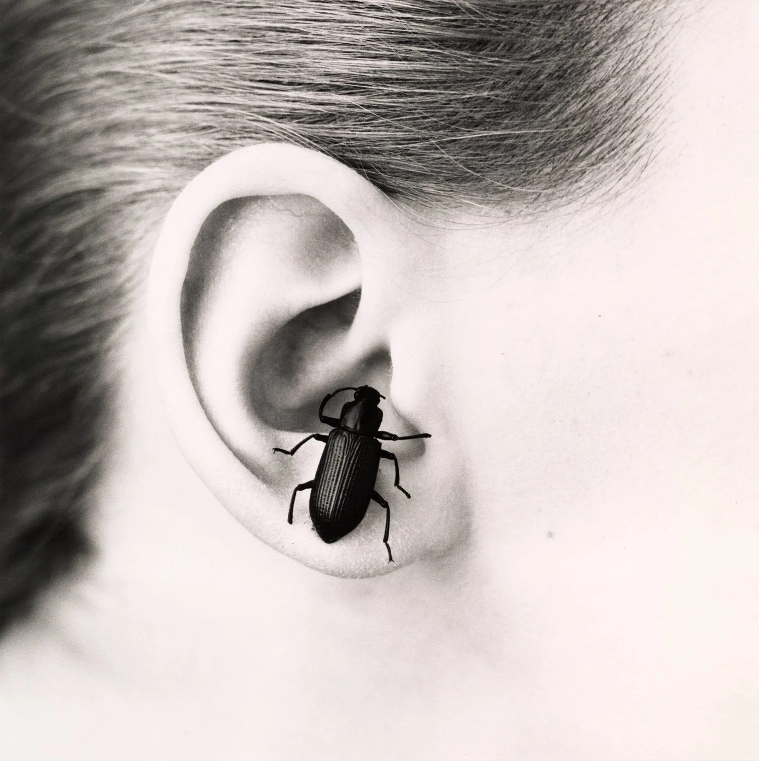 Ladybug In Ear ICON – Irving Penn: Still Life and its Pleasures — ZERO.NINE
