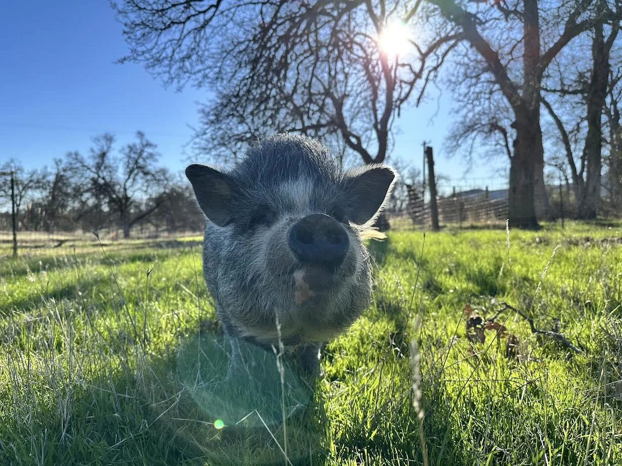 Pigs 