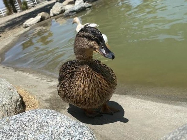 Call Ducks