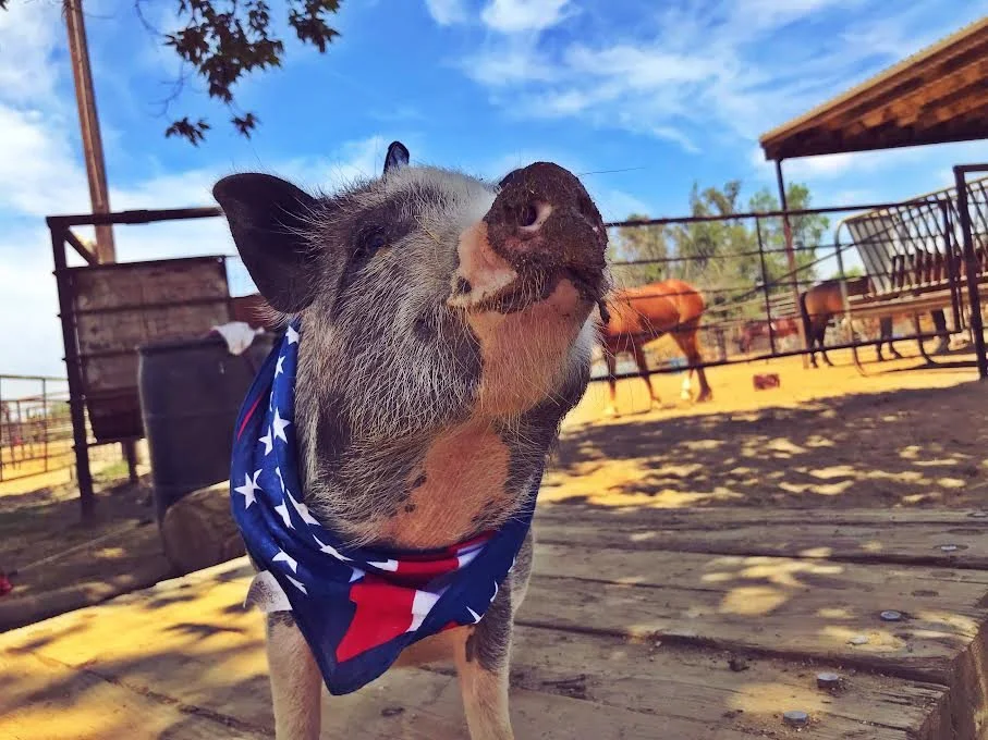 TidBit - The Piggy That Started It All