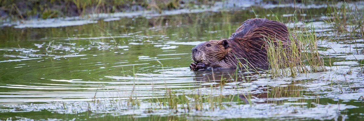 A $35M wolfpack that moved rivers