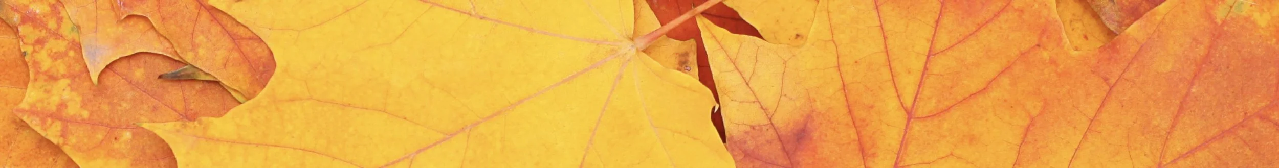 October Updates! 🎃