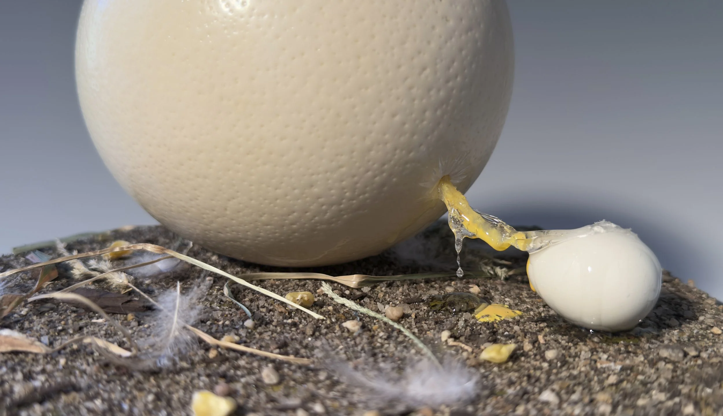 Egg Giving Birth