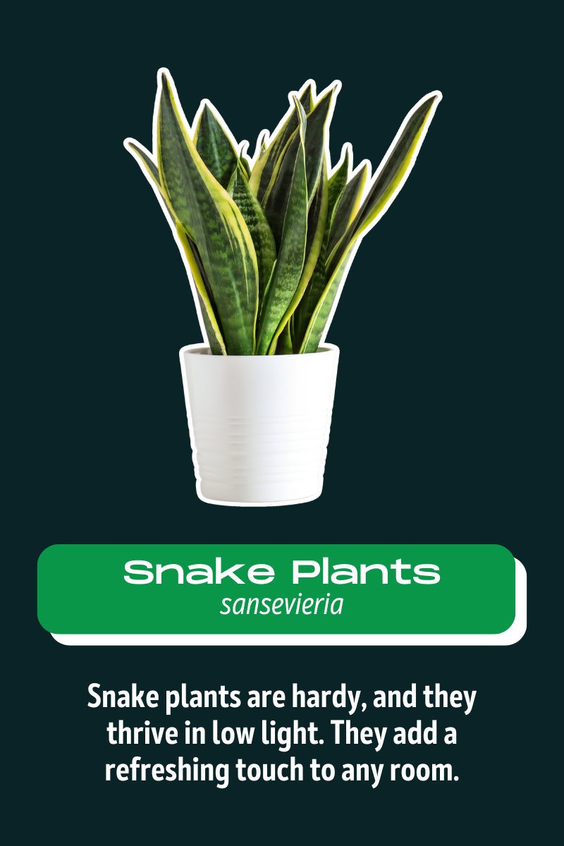 snake+plants