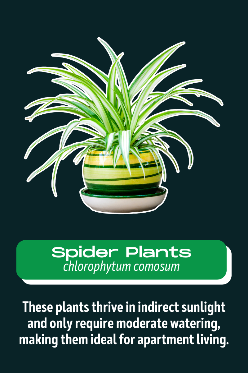 spider plants.png