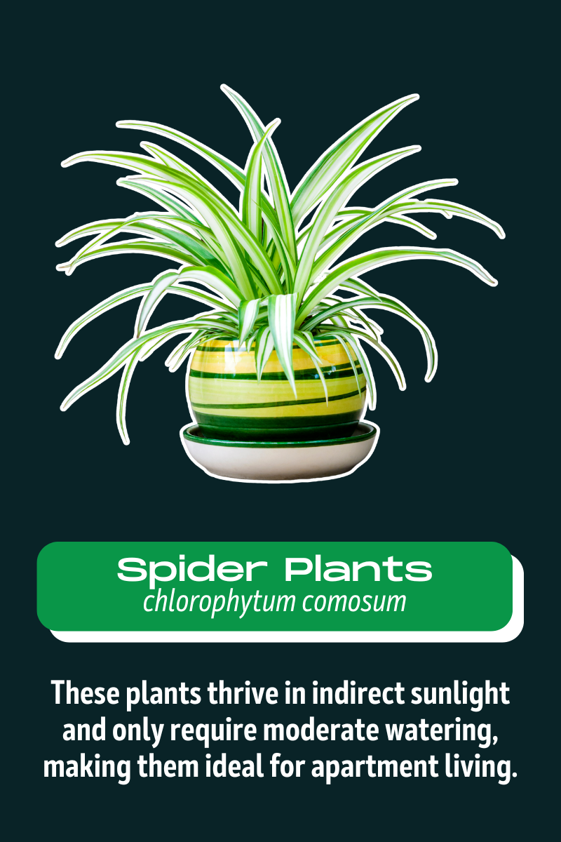spider+plants