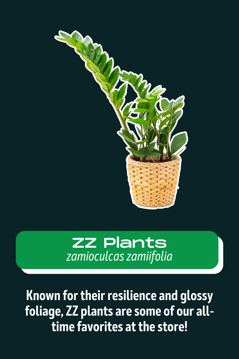 zz plants.png