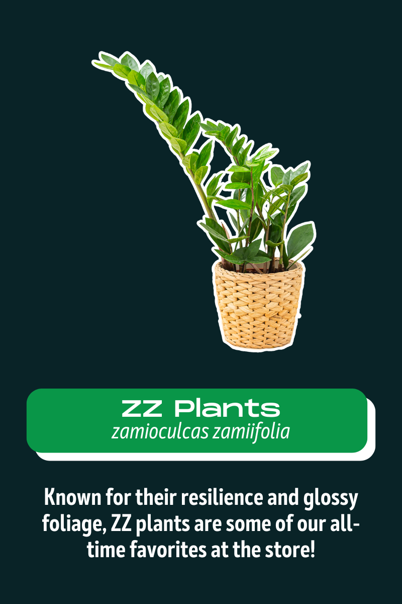 zz+plants