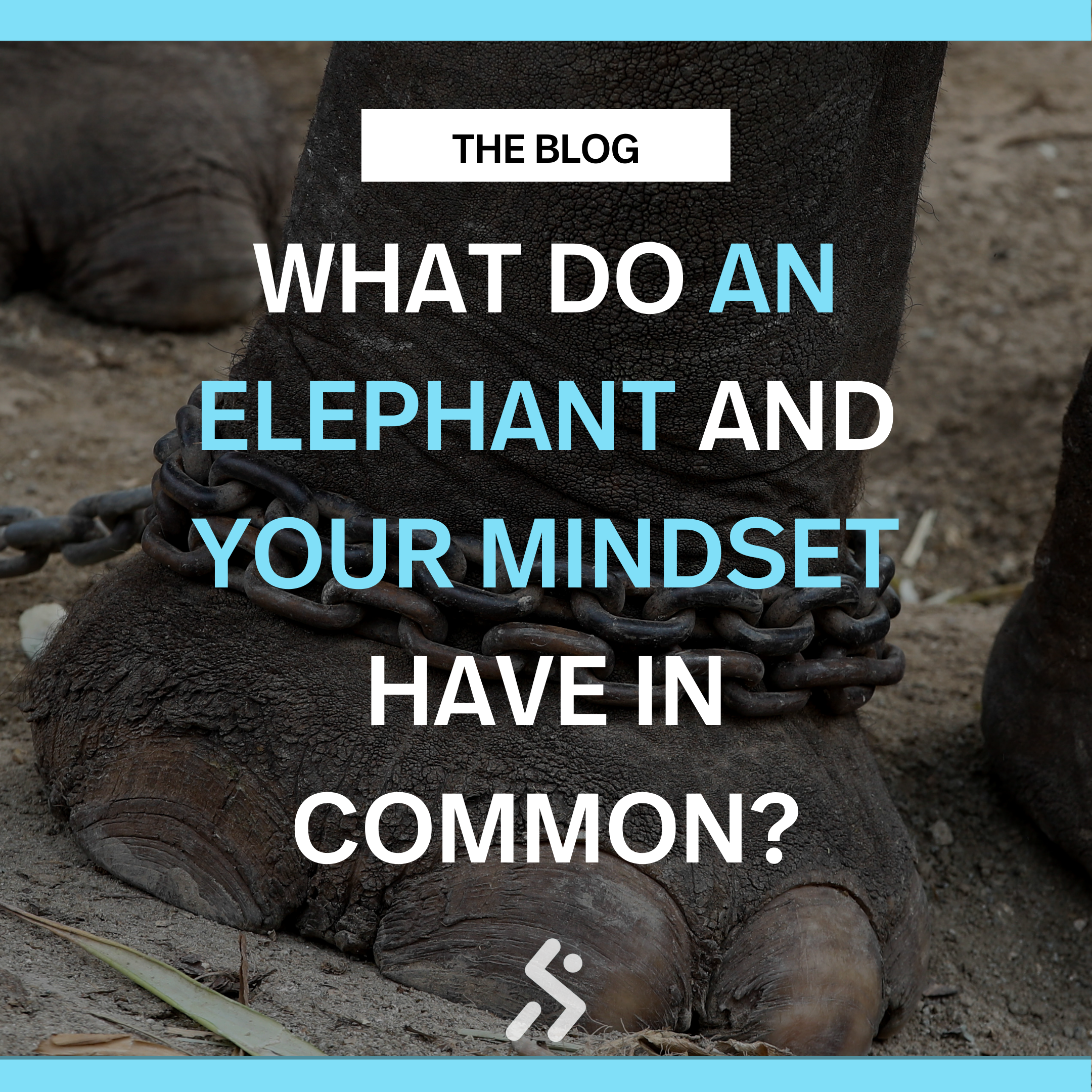 What do an elephant and your mindset have in common?