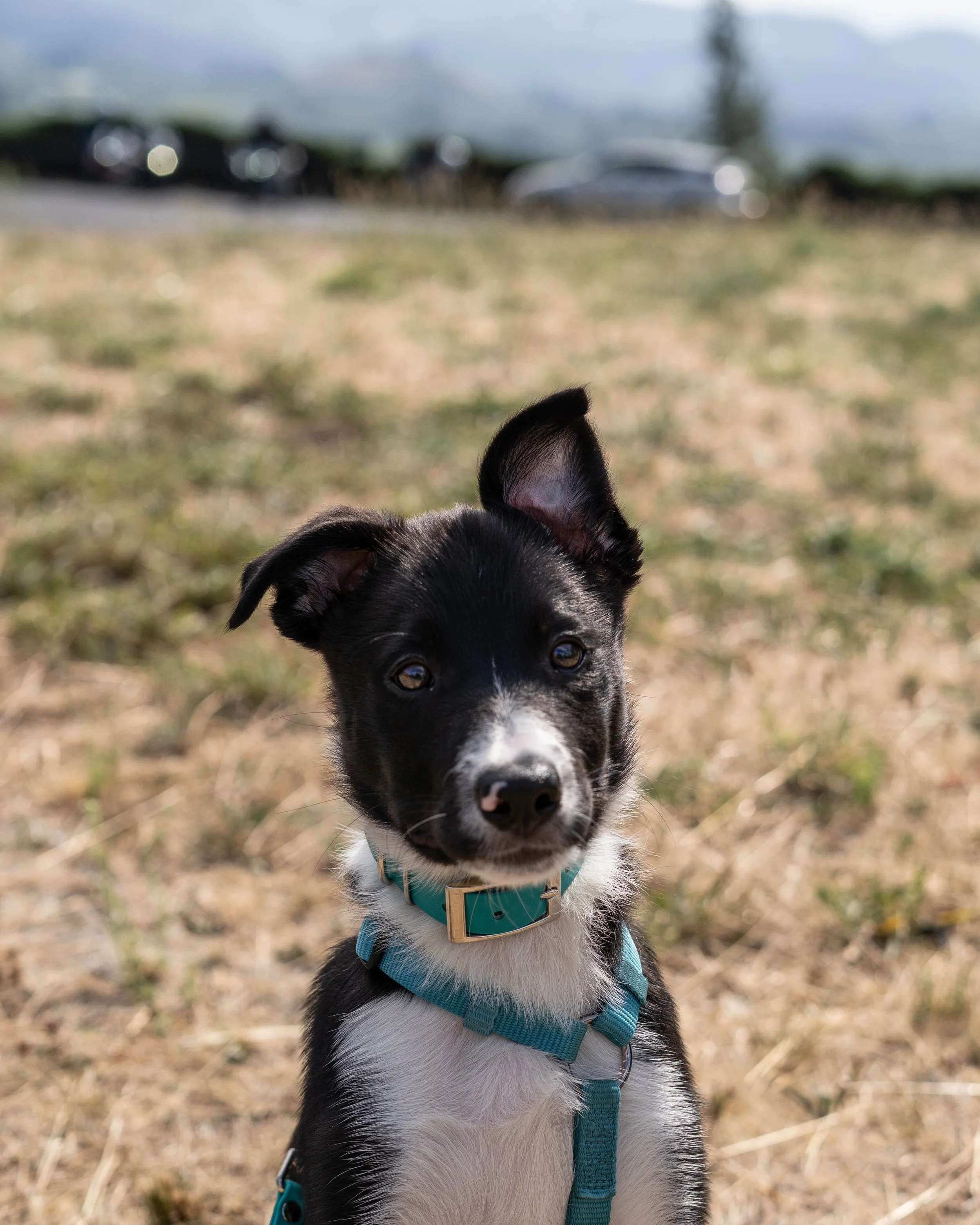 The not so great things about having a puppy…