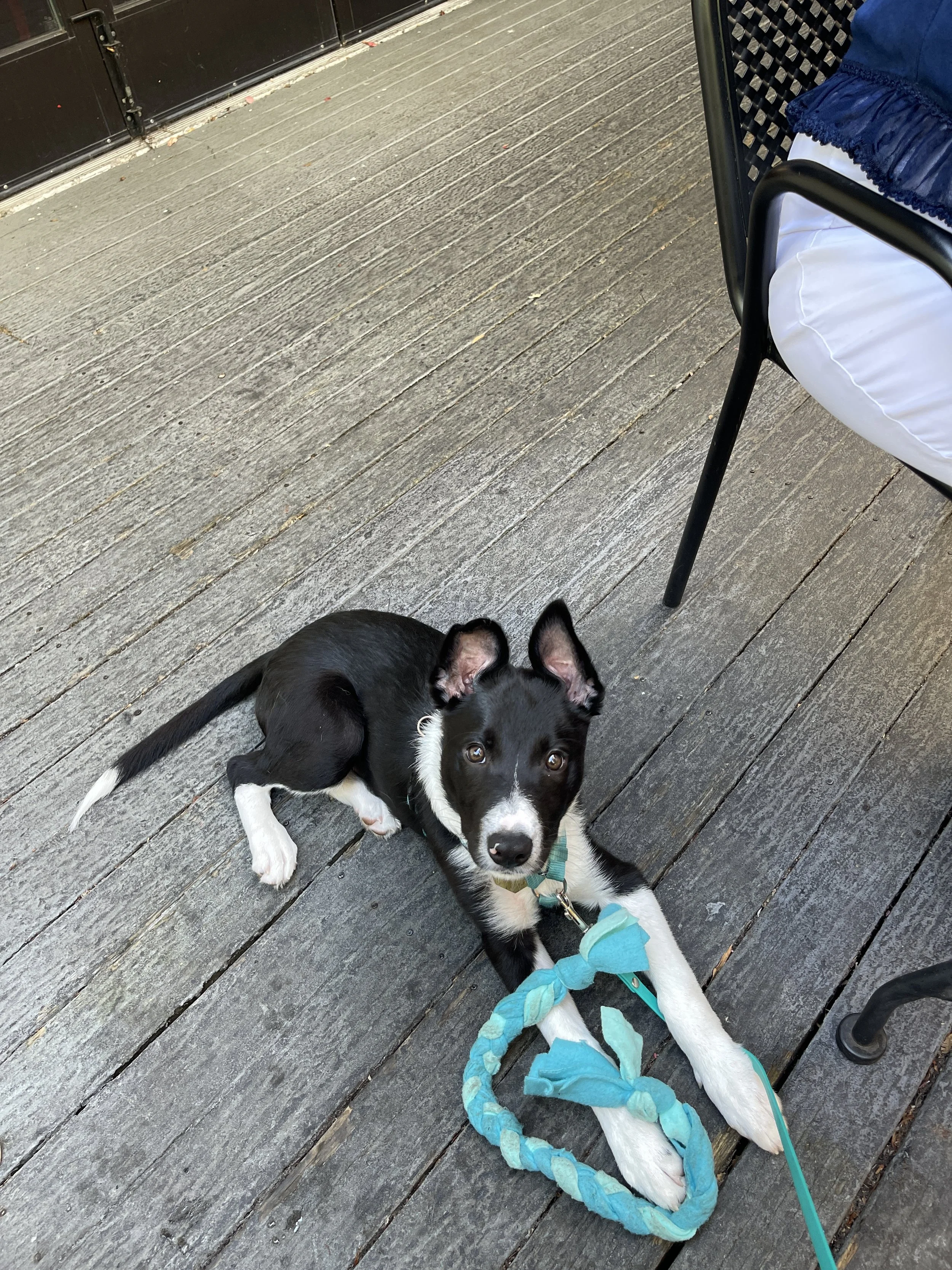 Things to prioritize with a new puppy