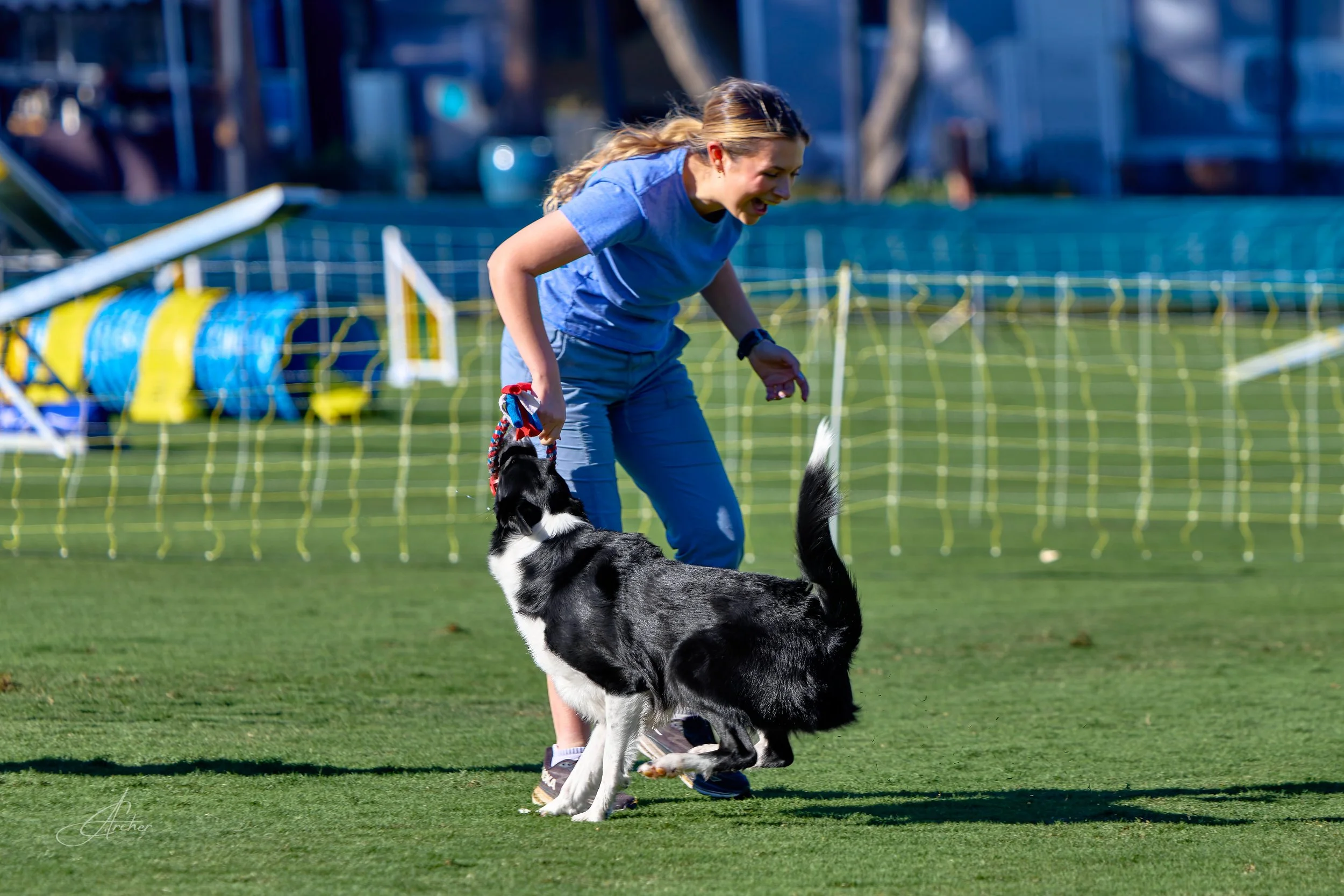 agility handler plays with border collie rewarding her dog