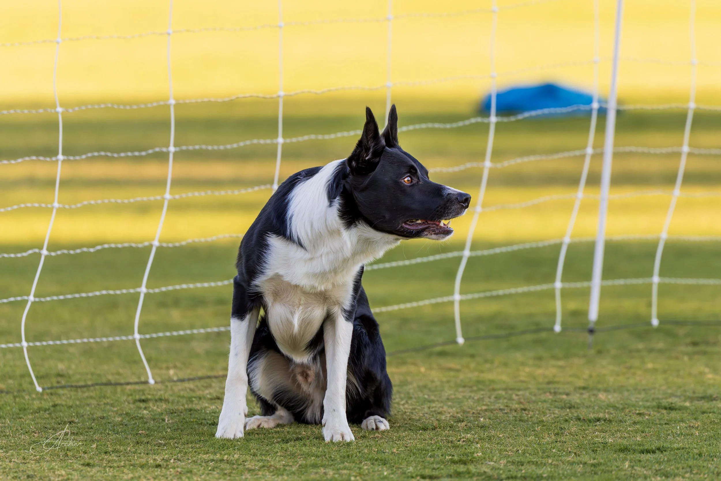 border collie waits at startline before agility run