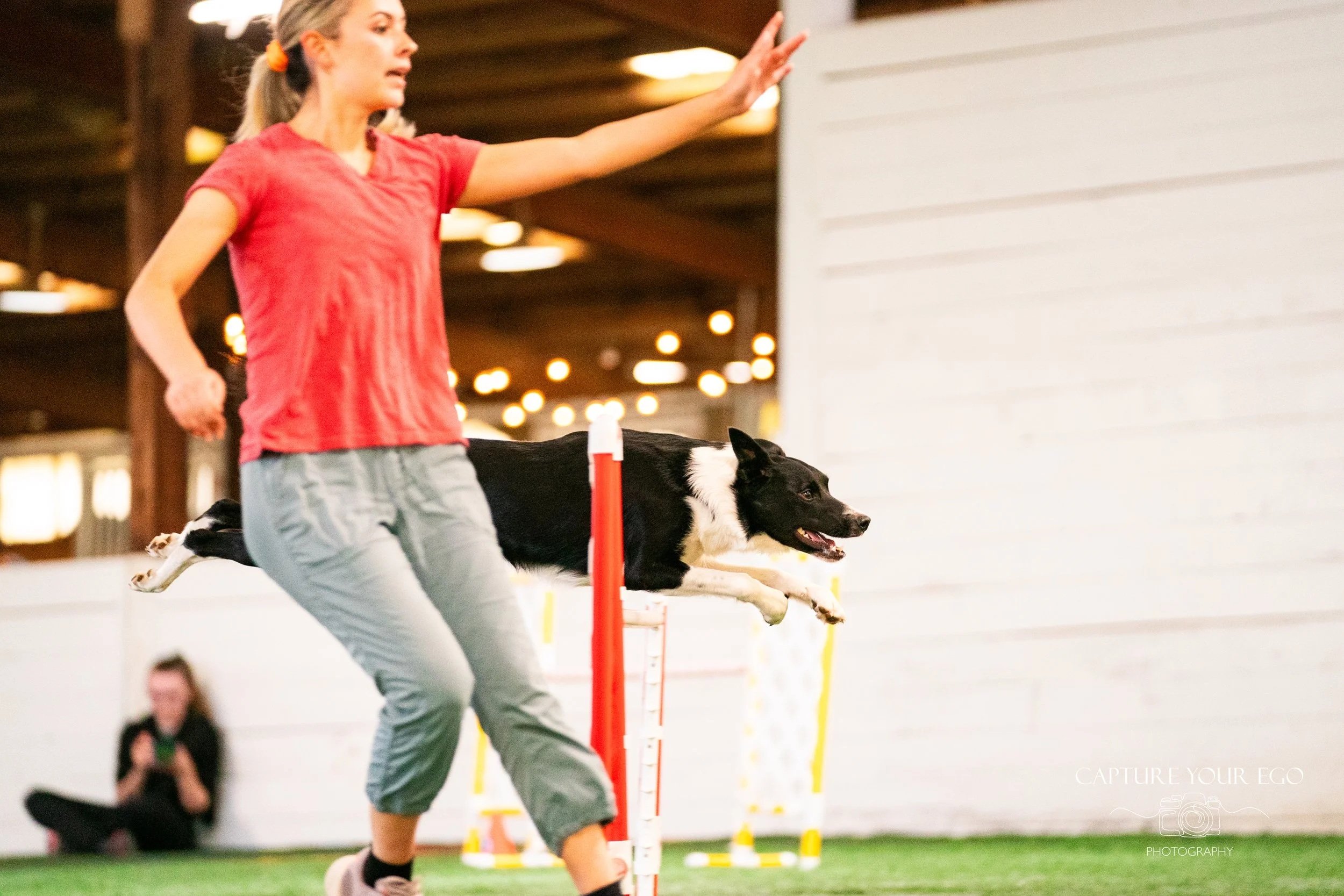 agility handler cues border collie over jump