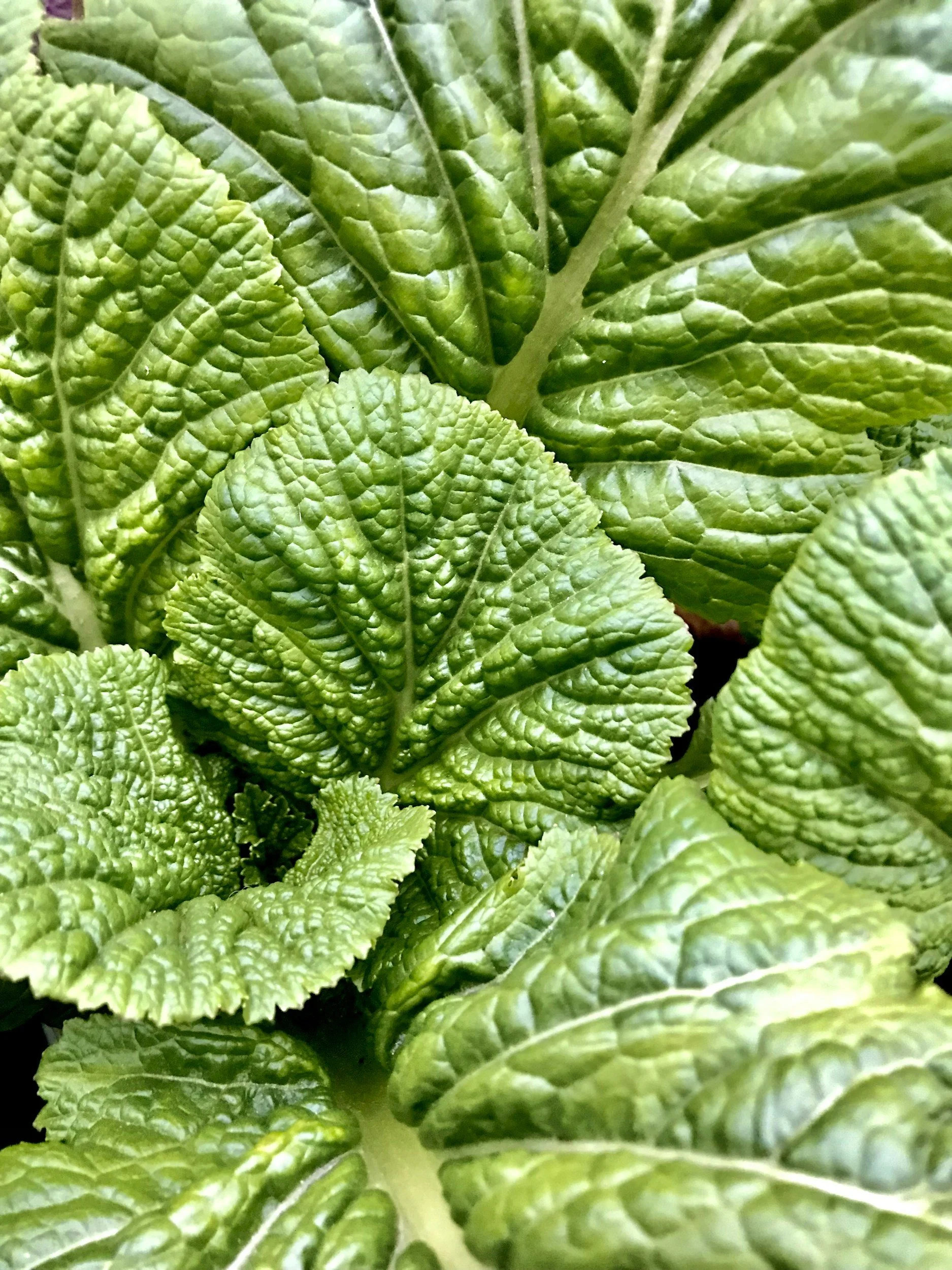 Sarson Ka Saag (Mustard Greens)