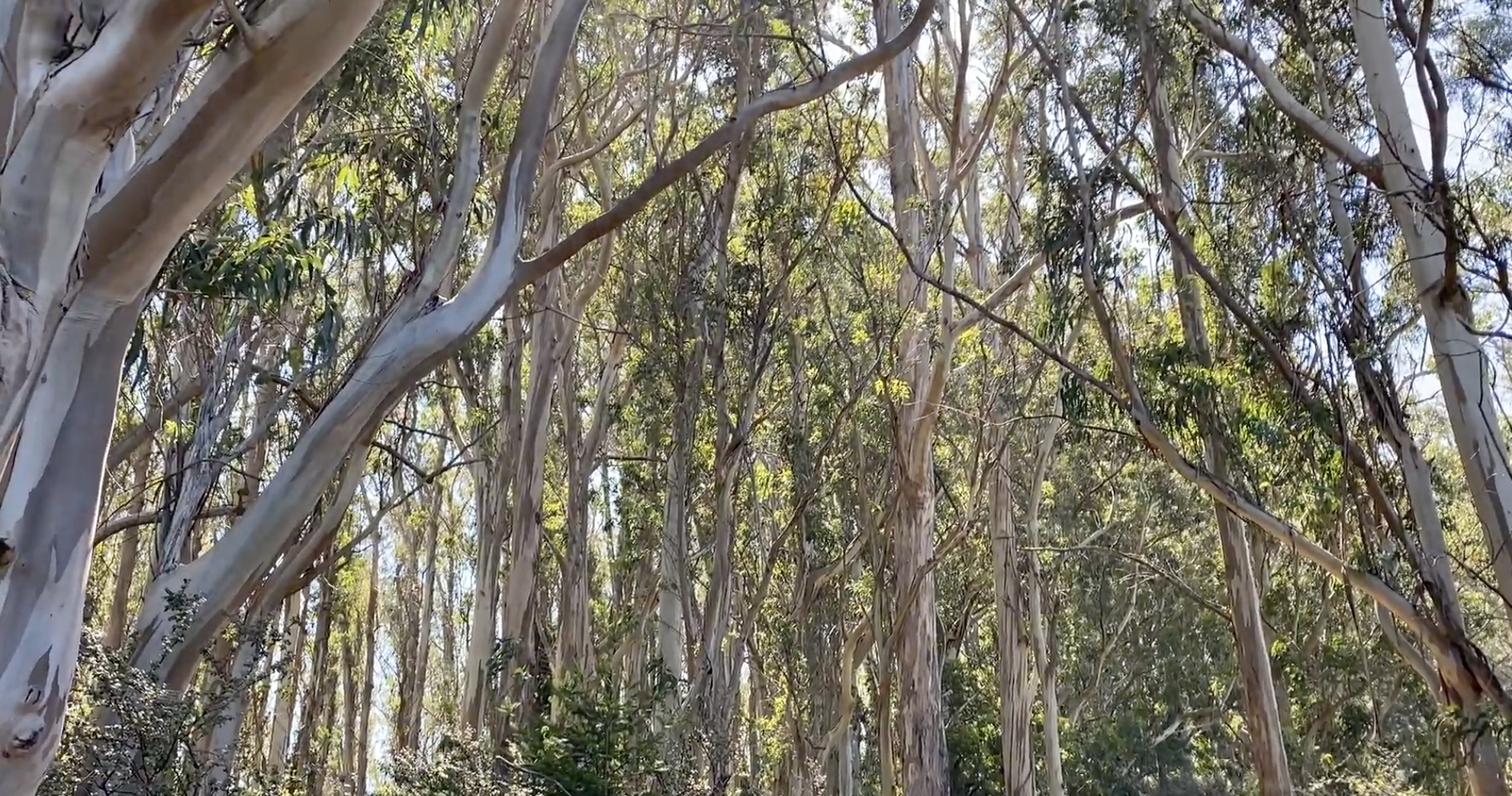 Screen Shot 2020-07-29 at 5.16.23 PM.png