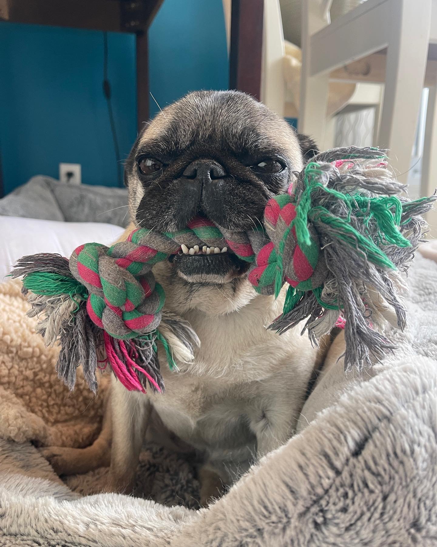 Today, I present to you my afternoon delight rope; my Mummy&rsquo;s-lying-on-the-floor-drinking-coconut-water rooooooope; my last-day-of-the-month ropeey rope 🥰 #ivysrope @grumblefarm