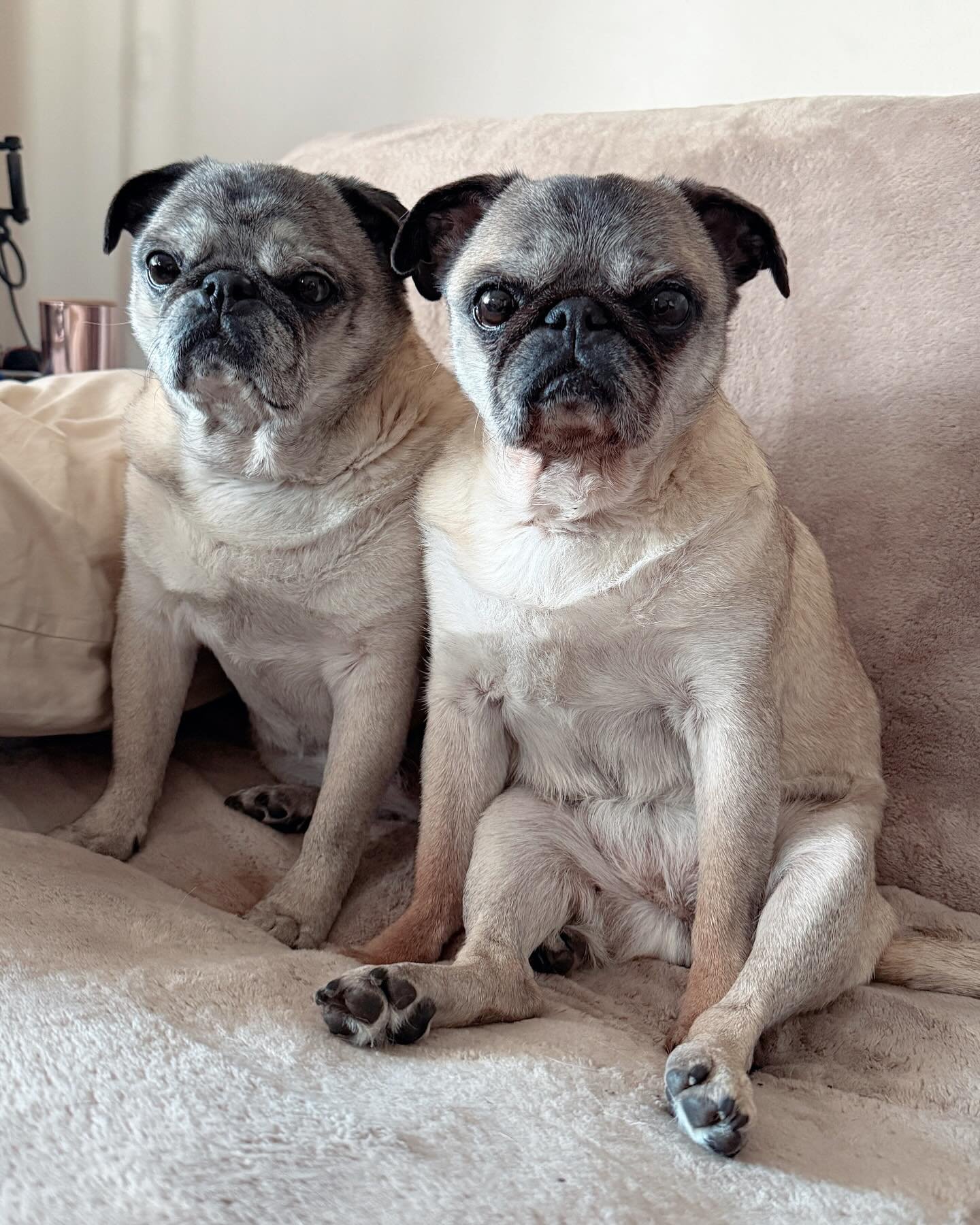 That is some pug slump you&rsquo;ve got going on there, Iveevaa 🧡

I&rsquo;m just sitting at our kitchen table, in our little farm shack, cooking carrots and onions and garlic and peas for Shepherd&rsquo;s pie on a single-burning hot plate that was 