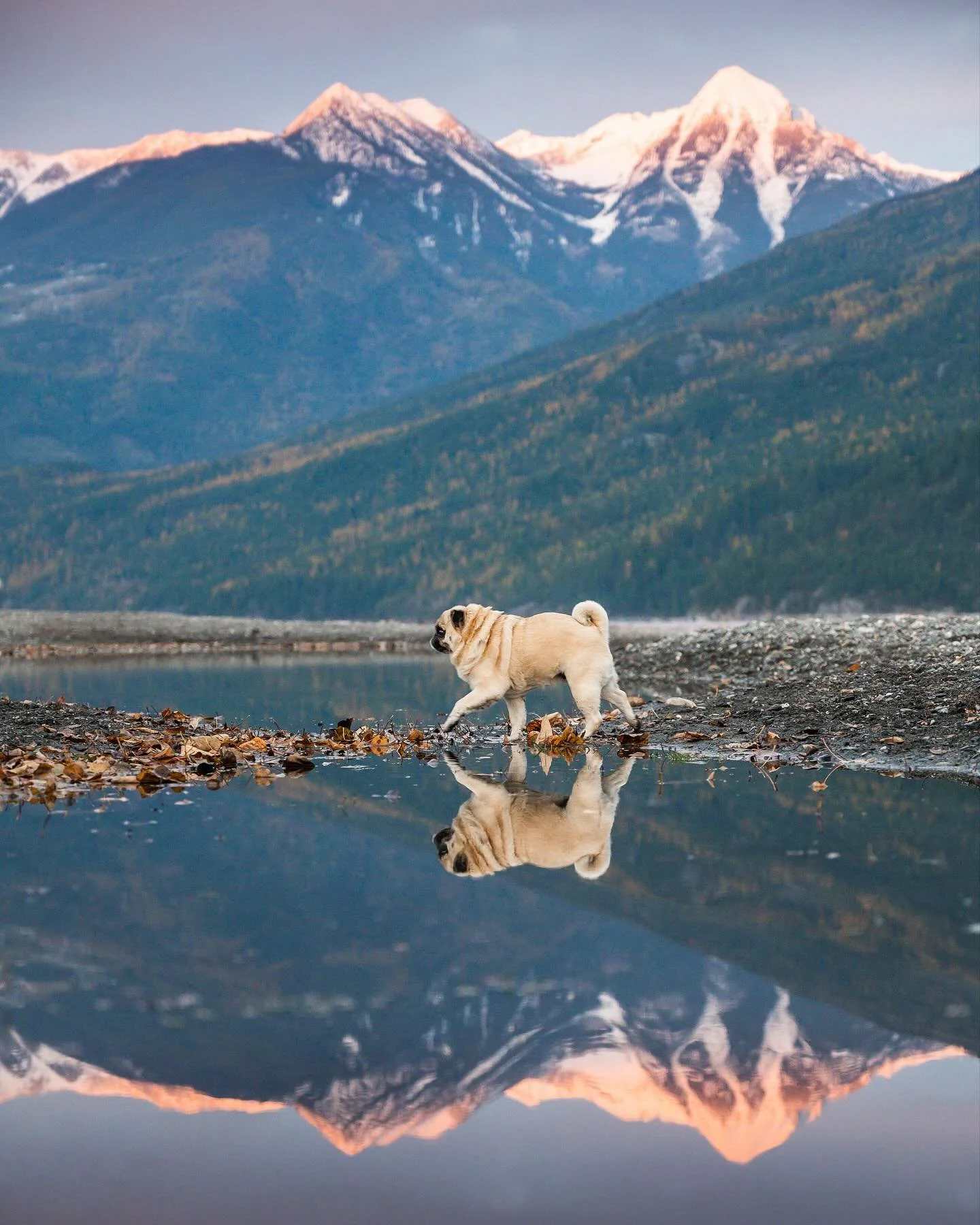 A photo I shared of Fern and Ivy jumping over a puddle went pretty viral recently, so I thought I&rsquo;d share the rest of the photoshoot we did with a little bit of background info for anyone new here.

First of all, the third little pug in this sh