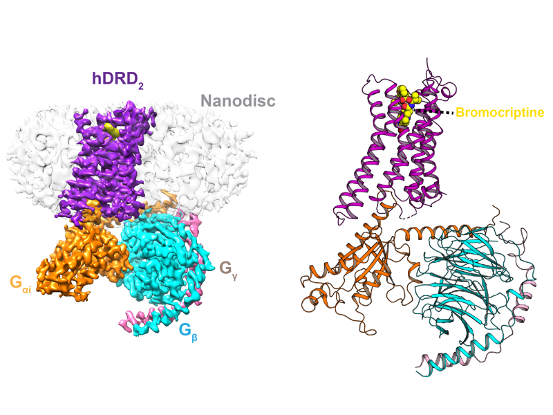 Structure of a D2 Dopamine Receptor-G-Protein Complex in a Lipid Membrane