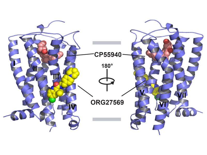 Structure of an Allosteric Modulator Bound to the CB1 Cannabinoid Receptor