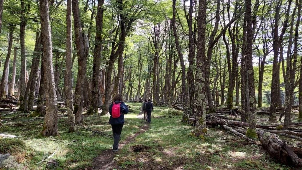 People hiking through a lush green forest with tall trees and a dirt path.
