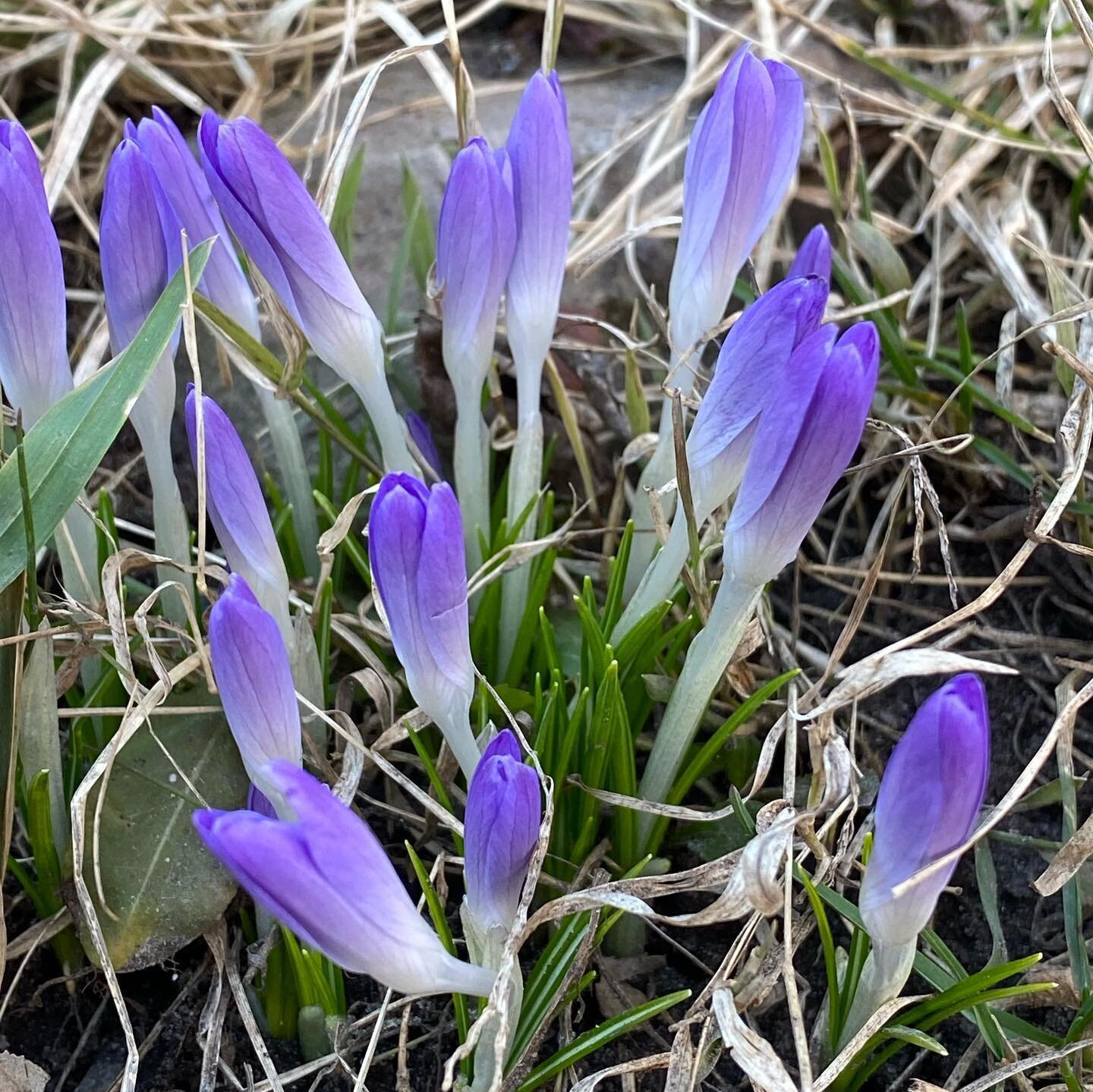 First signs of spring! 🌱 Early crocus and skunk cabbage both start blooming in late winter. #dorchesterontario #spring