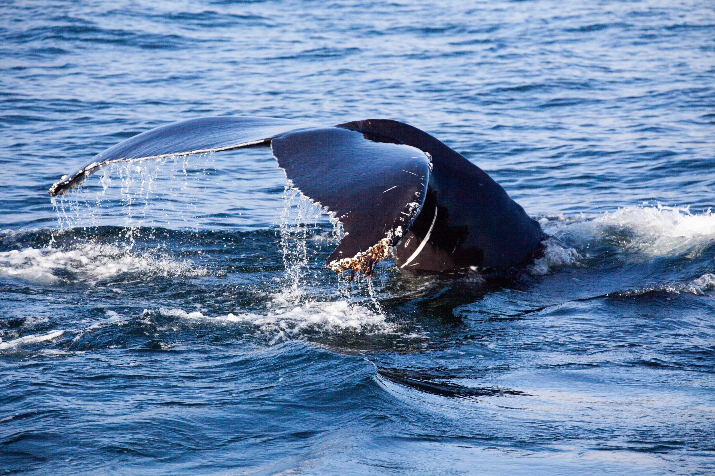 Whale Watching in Monterey Bay