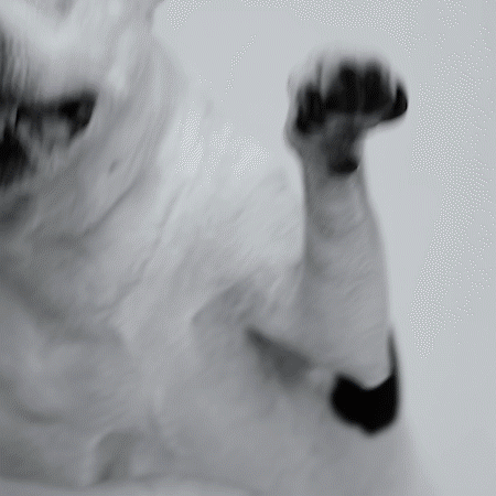 michael-leedy-video-editor-protect-pets-too-5.gif