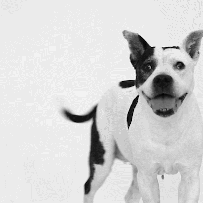 michael-leedy-video-editor-protect-pets-too-1-v2.gif