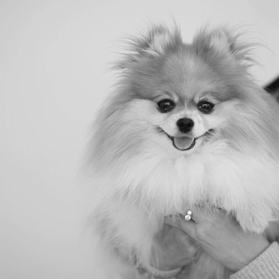 michael-leedy-video-editor-protect-pets-too-2-v3.gif