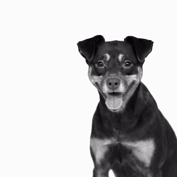 Pets Are Fam-v1.2.gif