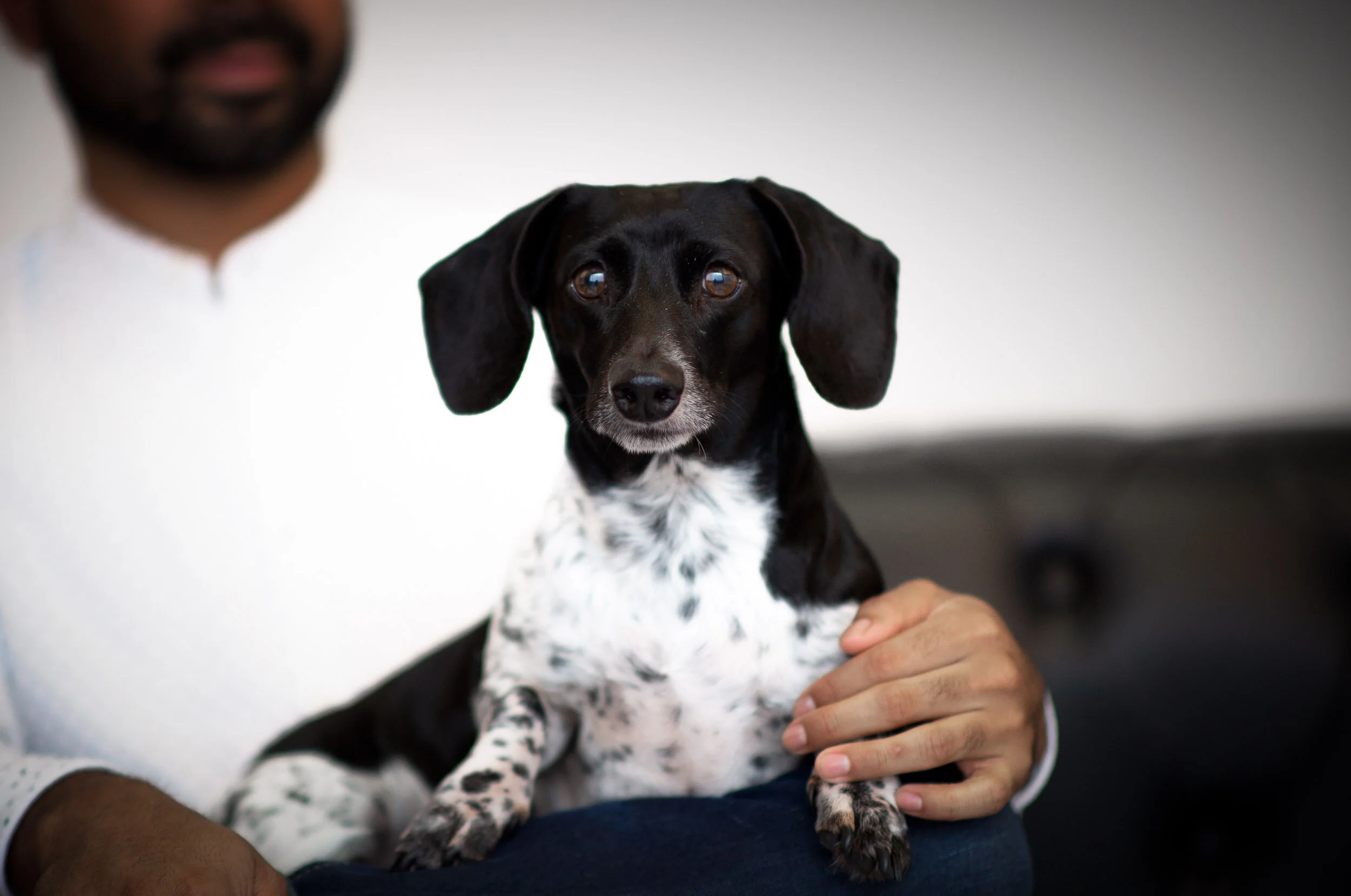 _Domestic-Violence-Pet-Safety-Resourece-jason-syptak-photographer-video-editor-michael-leedy-TAKE2-5.jpg