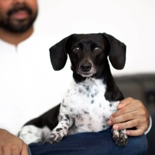 _Domestic-Violence-Pet-Safety-Resourece-jason-syptak-photographer-video-editor-michael-leedy-1.jpg