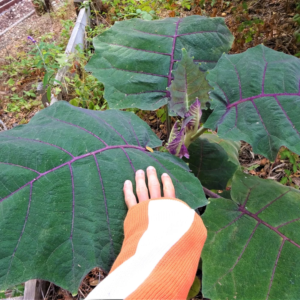 zanthoxylum plant Sechuan Pepper Collection