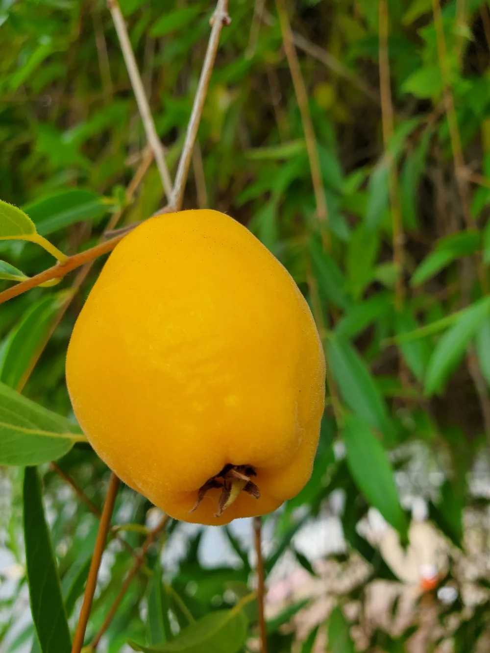 Rare plants  Raindance seeds