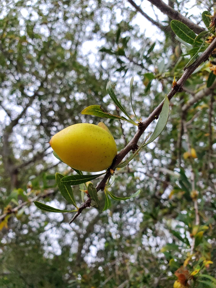 Argan (Argania spinosa) sapotaceae  Raindance seeds